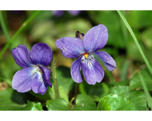 Абсолю ФИАЛКА (Viola odorata)