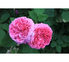 Абсолю РОЗА СЕНТИФОЛИЯ (Rosa sentifolia)