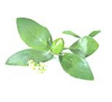 Масло базовое ЖОЖОБА (Simmondsia Chinensis) нерафинированное Organic