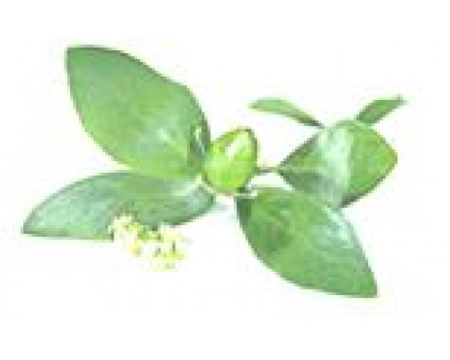 Масло базовое ЖОЖОБА (Simmondsia Chinensis) нерафинированное Organic