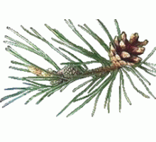 Эфирное масло СОСНА ОБЫКНОВЕННАЯ (Pinus sylvestris)
