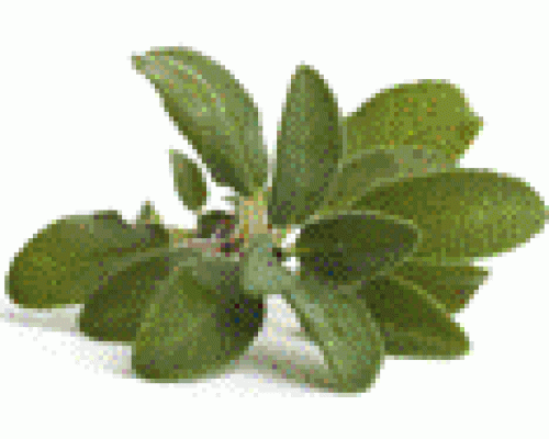 Эфирное масло ШАЛФЕЙ ЛЕКАРСТВЕННЫЙ (Salvia officinalis)