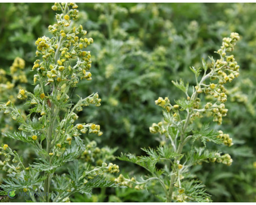 Эфирное масло ПОЛЫНЬ ОДНОЛЕТНЯЯ (Artemisia annua)
