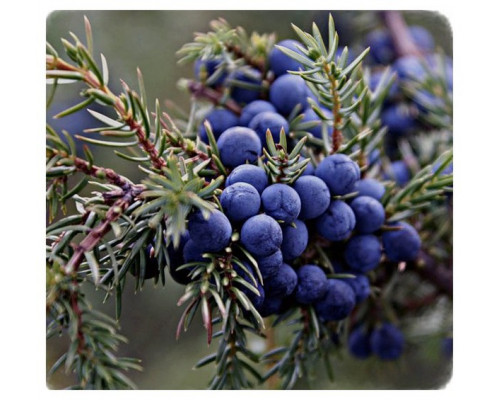 Эфирное масло МОЖЖЕВЕЛЬНИК хвоя-ягода (Juniperus communis)