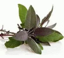 Эфирное масло ШАЛФЕЙ МУСКАТНЫЙ (Salvia sclarea)