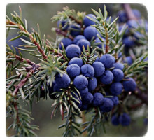 Эфирное масло МОЖЖЕВЕЛЬНИК ягода (Juniperus communis)