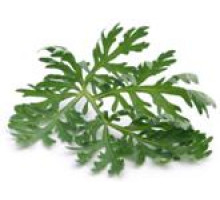 Эфирное масло ПОЛЫНЬ ЛИМОННАЯ (Artemisia balchanorum)