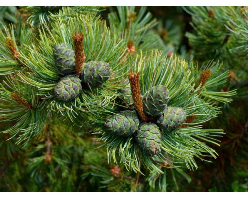 Эфирное масло КЕДРОВЫЙ СТЛАНИК (Pinus pumila)