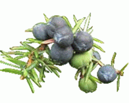 Эфирное масло МОЖЖЕВЕЛЬНИК ХВОЯ (Juniperus communis)