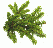Эфирное масло ЕЛЬ (Picea abies)