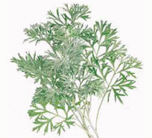 Эфирное масло ПОЛЫНЬ ТАВРИЧЕСКАЯ (Artemisia taurica)