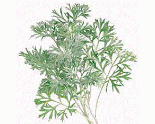 Эфирное масло ПОЛЫНЬ ТАВРИЧЕСКАЯ (Artemisia taurica)