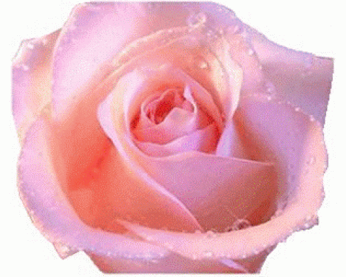 Абсолю РОЗА КРЫМСКАЯ (Rosa gallica)