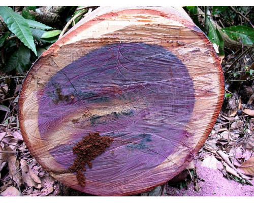 Эфирное масло РОЗОВОЕ ДЕРЕВО (Aniba rosaeodora) древесина