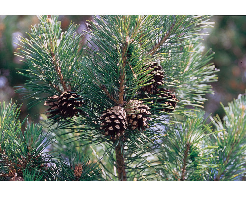 Эфирное масло СОСНА ОБЫКНОВЕННАЯ, Кашмир (Pinus sylvestris)