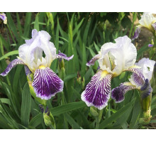 Эфирное масло ИРИС (Iris Pallida)
