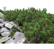Эфирное масло СОСНА ГОРНАЯ (Pinus mugo)