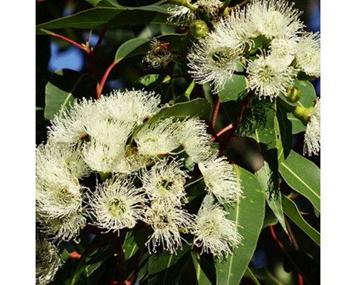 Эфирное масло ЭВКАЛИПТ ЛИМОННЫЙ (Eucalyptus citriodora)