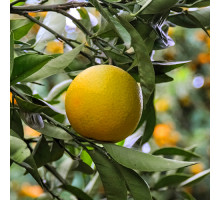 Эфирное масло ГРЕЙПРФУТ, Индия (Citrus paradisi)