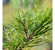 Эфирное масло СОСНА ЧЁРНАЯ (Pinus nigra)